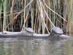 20140510_schildkroeten_duo_1920x1080